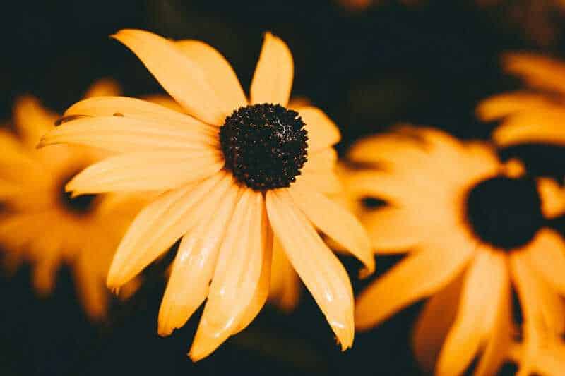 1. Black-eyed Susan (Rudbeckia hirta)