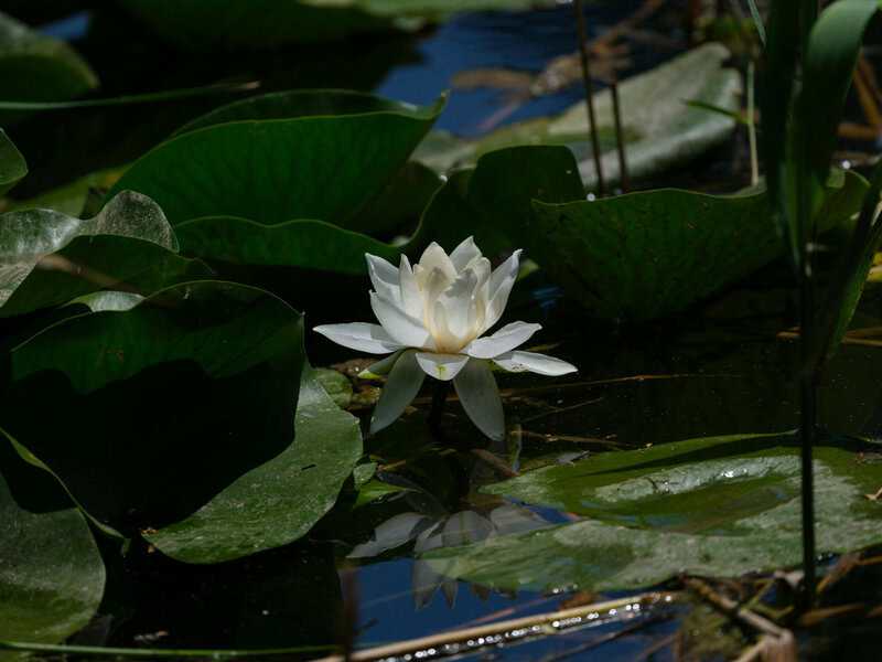 18. Japanese Toad Lily (Tricyrtis hirta)