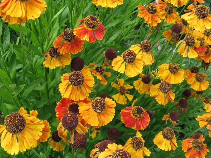 4861389198 d69d6e345c b