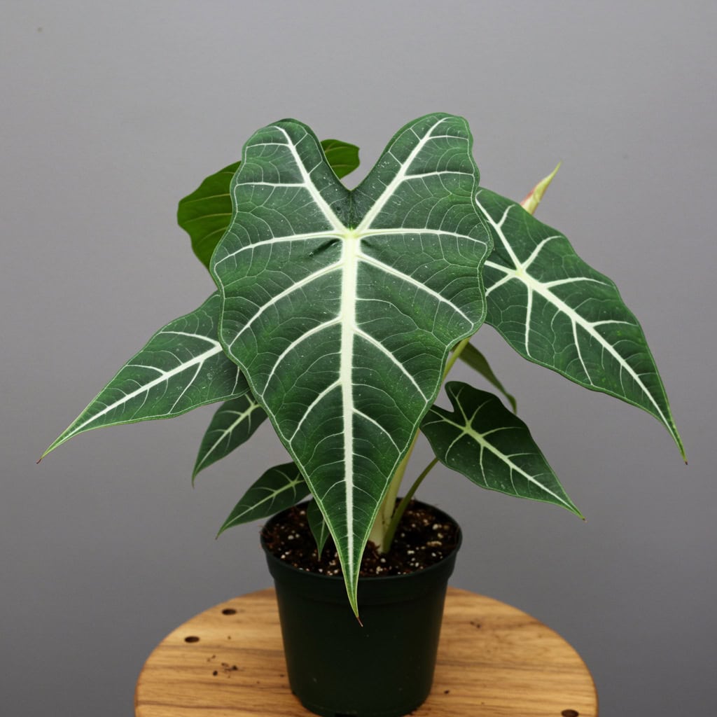 7. Alocasia Polly (African Mask Plant)